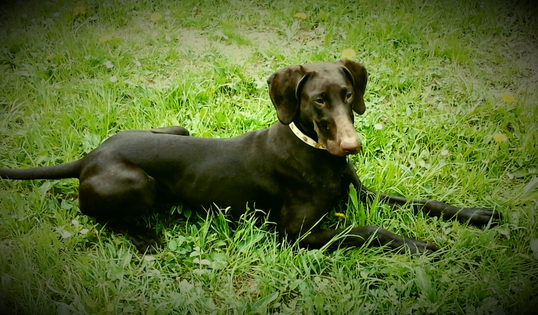 Mocca (Dobermann, Weimaraner) Dobermann Weimaraner 
